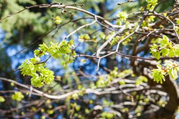 travel to Italy - young leaves on tree in Verona city park in spring