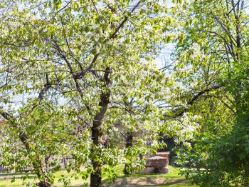 travel to Italy - flowering cherry tree in urban park in Verona city in spring
