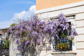 travel to Italy - flowering wisteria plant on window of urban house in Verona city in spring