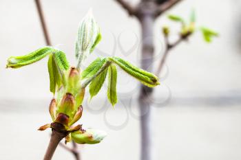 young green leaves of conker tree ( aesculus hippocastanum) in city in spring