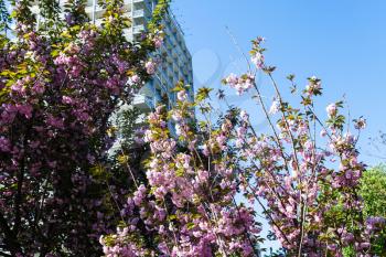 travel to Ukraine - pink blossoming trees mariyinsky urban park in Kiev city in spring