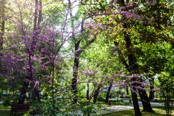 travel to Ukraine - green trees in Mariyinsky urban park in Kiev city in spring