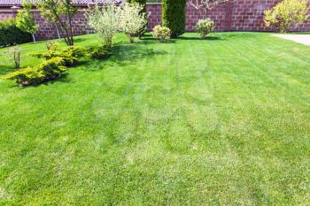 well-groomed lawn with decorative bushes on backyard of country house in spring