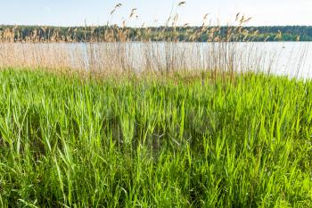 green grass and reeds on riverbank of Bobritsa river in spring, Ukraine