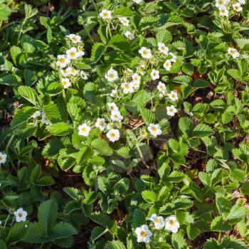 above view of white flowers and green foliage of garden strawberry in spring