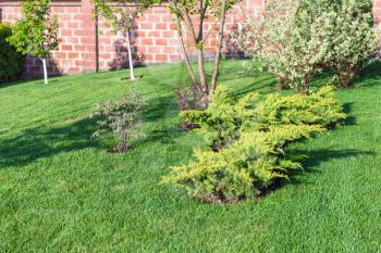 decorative bushes and trees on manicured lawn on backyard of country house in spring