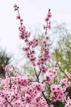 travel to China - pink bloosom of cherry tree in Longmen Caves area of Luoyang city in spring season