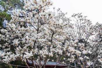 travel to China - white flowers on magnolia trees in Imperial Ancestral Hall public park in Beijing Imperial city in spring season