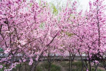 travel to China - cherry trees with pink blossom in Longmen Caves area of Luoyang city in spring season