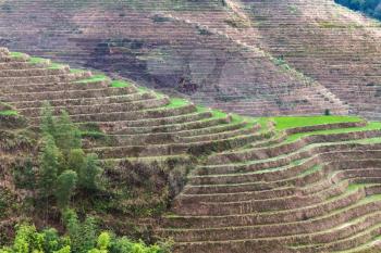travel to China - hill with terraced paddy in Dazhai village in area of Longsheng Rice Terraces (Dragon's Backbone terrace, Longji Rice Terraces) in spring season