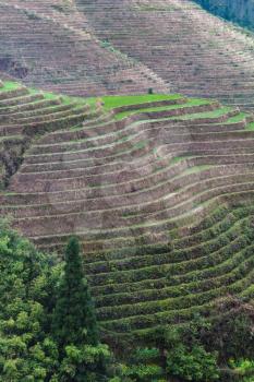 travel to China - hill with terraced rice paddy in Dazhai village in area of Longsheng Rice Terraces (Dragon's Backbone terrace, Longji Rice Terraces) in spring season