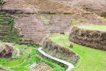 travel to China - view of terraced slope near Dazhai village in country of Longsheng Rice Terraces (Dragon's Backbone terrace, Longji Rice Terraces) in spring