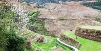 travel to China - view of grounds near Dazhai village in country of Longsheng Rice Terraces (Dragon's Backbone terrace, Longji Rice Terraces) in spring