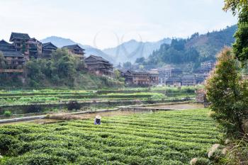 travel to China - view of tea field near irrigation canal in Chengyang village of Sanjiang Dong Autonomous County in spring morning