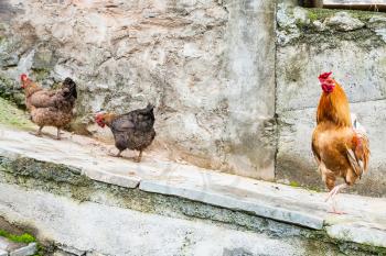 travel to China - Red rooster and two chickens on street in Chengyang village of Sanjiang Dong Autonomous County in spring season