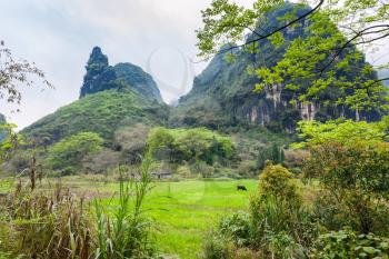 travel to China - view of green meadow near karst mountain in Yangshuo County in spring season