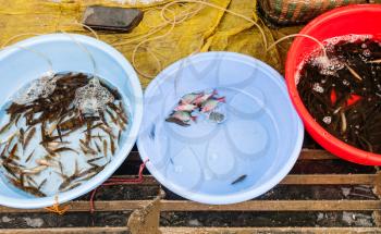 travel to China - live river fishes on street outdoor market in Yangshuo in spring
