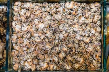 Travel to China - many water snails on Huangsha Aquatic Product Trading Market in Guangzhou city in spring season