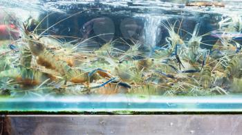 Travel to China - langoustines in window on Huangsha Aquatic Product Trading Market in Guangzhou city in spring season