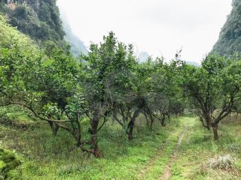 travel to China - green trees in orchard near karst mountains in Yangshuo County in spring season