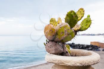 travel to Sicily, Italy - cactus plant in pod on waterfront in Giardini Naxos town in summer evening