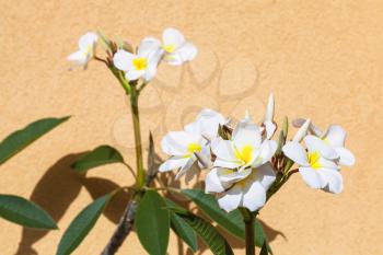 white ficus flowers near yellow plastered wall in Giardini Naxos town, Sicily, Italy