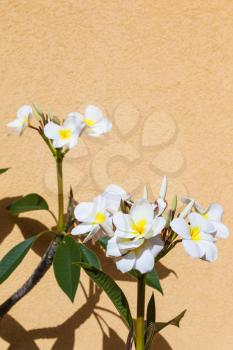 white ficus flowers near yellow plastered wall in sunny summer day in Giardini Naxos town, Sicily, Italy