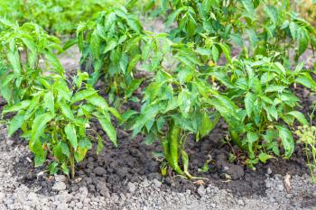 green chili pepper bushes on beds in garden in summer season in Krasnodar region of Russia