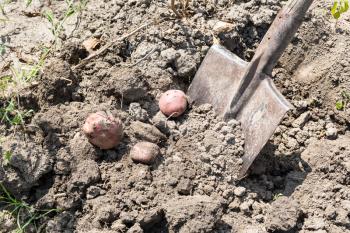 Dig out ripe potatoes by shovel in garden in summer season in Krasnodar region of Russia