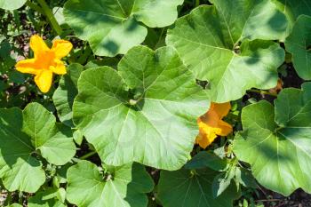 above view of yellow flowers and green leaves of squash plant in garden in summer season in Krasnodar region of Russia
