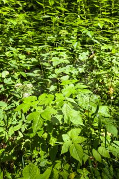 nettles in forest undergrowth in Timiryzevsky park in Moscow city in sunny summer day