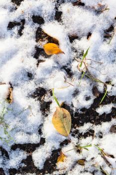 top view of yellow leaves and the first snow on field in frosty autumn day