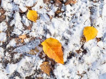 fallen yellow leaves on ground covered with the first snow in sunny frosty autumn day