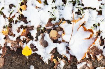 the first snow on yellow fallen leaves on ground of urban park in cold autumn day