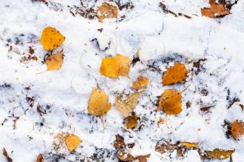 fallen yellow leaves on forest ground covered with the first snow in cold autumn day