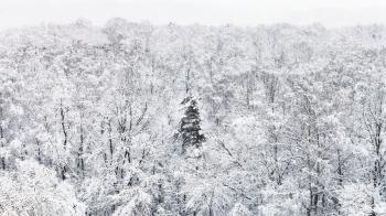 panoramic view of snow covered trees in forest of Timiryazevskiy park in Moscow in winter