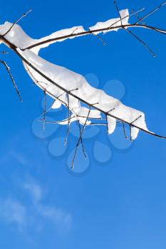 snow-covered twig with blue sky background in forest of Timiryazevskiy park of Moscow city in sunny winter day