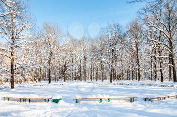 benches at forest glade in urban Timiryazevskiy park of Moscow city in sunny winter day