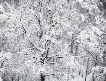above view of snow-covered oak tree in snowfall in forest of Timiryazevskiy park in Moscow in winter