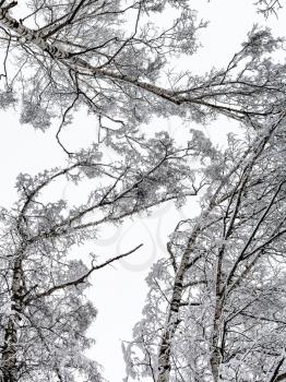 bottom view of snow-covered tops of birch trees in forest of Timiryazevskiy park of Moscow city in overcast winter day