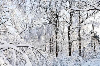 snowy branches in Timiryazevskiy forest park of Moscow city in sunny winter morning