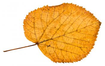 back side of fallen autumn leaf of linden tree isolated on white background