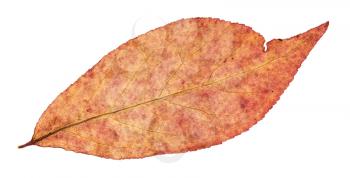 back side of autumn red leaf of willow tree isolated on white background