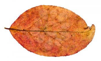 autumn red and yellow leaf of apple tree isolated on white background