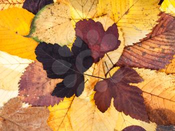 top view of natural autumn background from pied fallen leaves of viburnum, lime, elm trees
