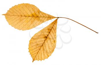 back side of twig with two yellow leaves of buckeye tree isolated on white background