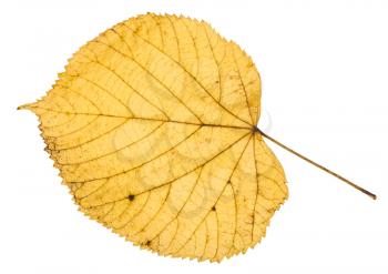 yellow autumn leaf of linden tree isolated on white background