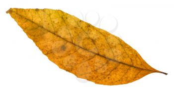 old autumn fallen leaf of ash tree isolated on white background