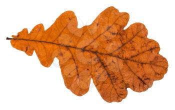back side of fallen dried leaf of oak tree isolated on white background