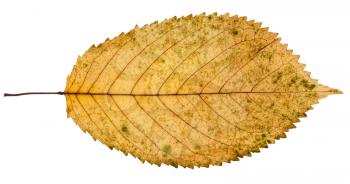 fallen yellow leaf of prunus tree isolated on white background